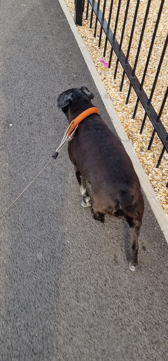 When mum forgot to put my collar in the car after putting #FRONTLINE on me before we went to work.