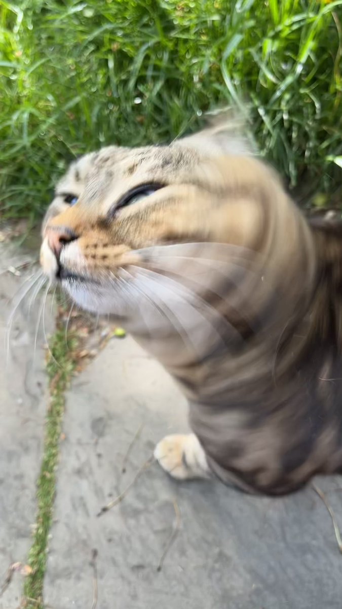 streetofcats's tweet photo. 10/10 cat https://t.co/18lJHhqd47