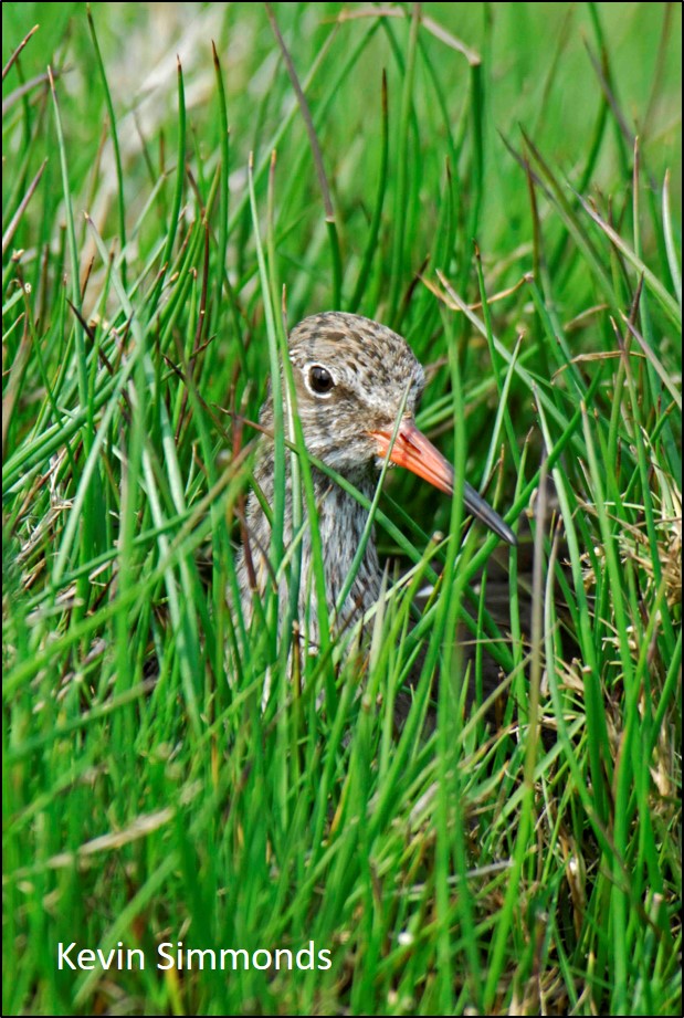 #Redshank is heading for UK RED LIST? @BBS_birds breeding decline 1995-2021 = 49% Another 5% decline 2021>2022 reported today Making decline of over 50% since 1995 Lots of background info in this thread: twitter.com/GrahamFAppleto… #waders #shorebirds #ornithology 📷Kevin Simmonds