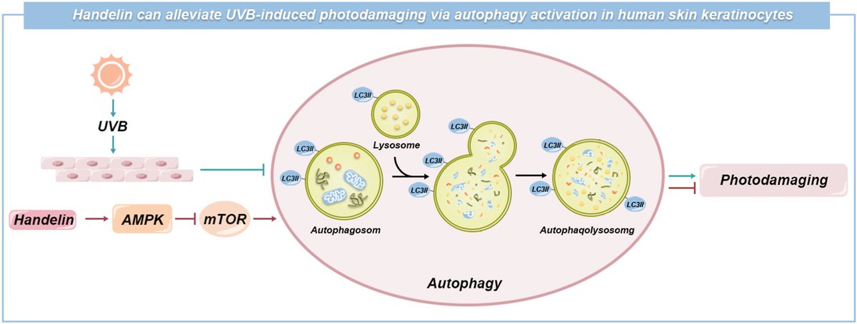 Handelin protects human skin keratinocytes against ultraviolet B-induced photodamage via autophagy activation by regulating the AMPK-mTOR signaling pathway

sciencedirect.com/science/articl…