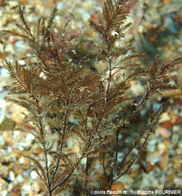 DORIS_ffessm's tweet image. Nouvelle fiche d&apos;#algue brune des eaux tempérées mondiales (y compris 🇫🇷) :
l&apos;halopteris-fougère. 

QUINTIN Christophe, VERLAQUE Marc, MÜLLER Yves in : #DORIS, 25/05/2023 :
Halopteris filicina (Grateloup) Kützing, 1843, doris.ffessm.fr/ref/specie/3594

#végétaux #biodiversite #Ochrophyta