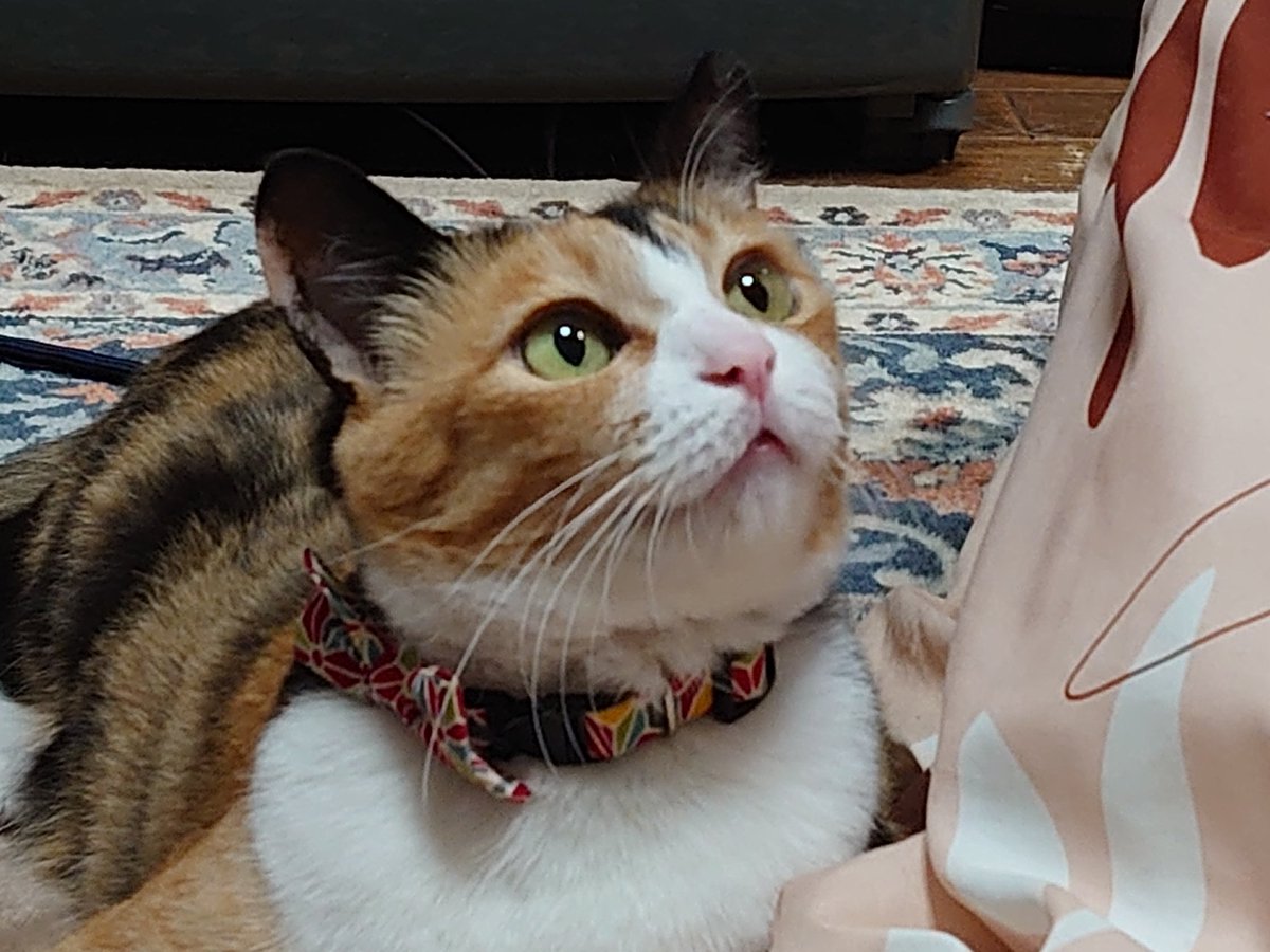 kuAcB3ttXQ2on7Q's tweet photo. 今日は保護ネコの日み���いですね🐾
うちの子達も保護ネコﾆｬ😸

一度でもいいので保護ネコの
譲渡会へお越し頂けますように🐾

#保護猫の日 
#保護猫を家族に https://t.co/1bDWKzWos4
