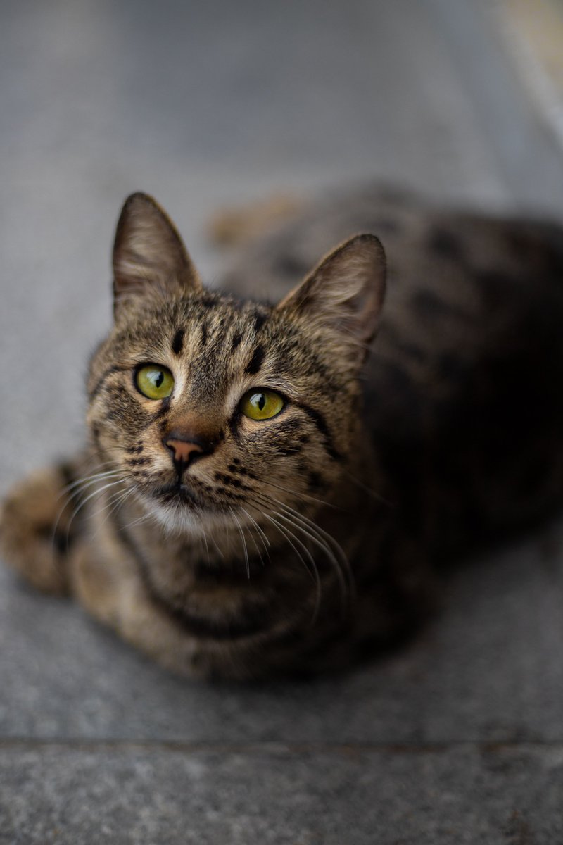 Captured this cute cat on the streets of Istanbul. 

#Istanbul #CatsofIstanbul #Cats #StreetCats #CatPhotography #TravelPhotography #photography #photooftheday #picoftheday #Canon