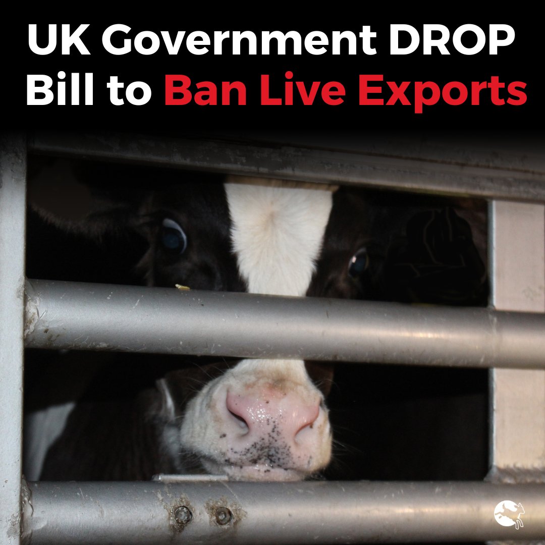 BREAKING: The Animal Welfare (Kept Animals) Bill was introduced in 2021 to #BanLiveExports from Great Britain but it's been DROPPED. Instead, this manifesto promise has been delegated to the uncertain future of a possible private member's Bill. New campaign launching ASAP.