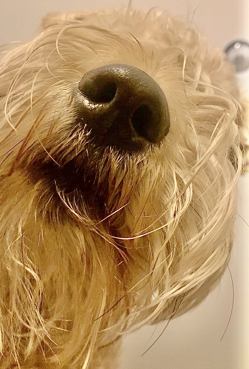 Hoomom says I’m nosey.  I don’t think I’m nosey!! So watchya doin???
#wheatenterrier #nosey #dogsoftwitter #hi