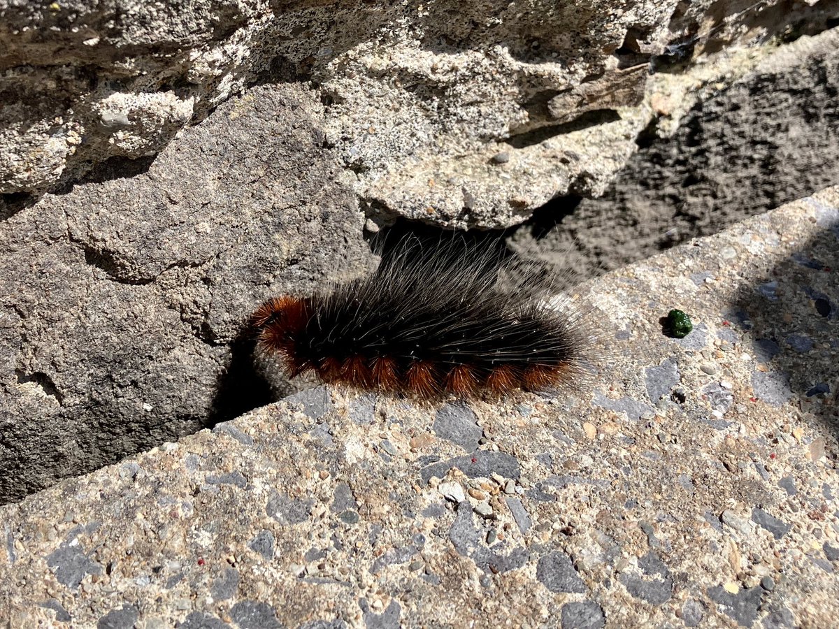 Just spotted this little fella outside. Anyone know what this will be when it grows up? 🤔