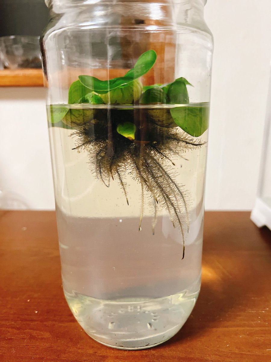 幹之の卵もろた(　◜ω◝　)