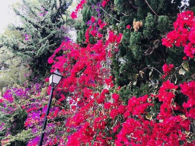 BethanySkinnard's tweet photo. Adios resplendent #Majorca - another great stay at the family-run #HotelBonSol #holiday #getaway #Palma https://t.co/SZgCmdBfvC