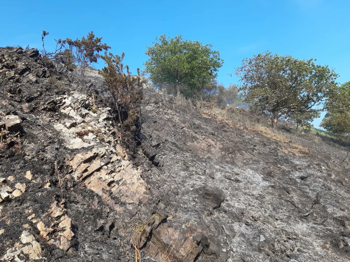 Devon Wildlife Trust tweet media