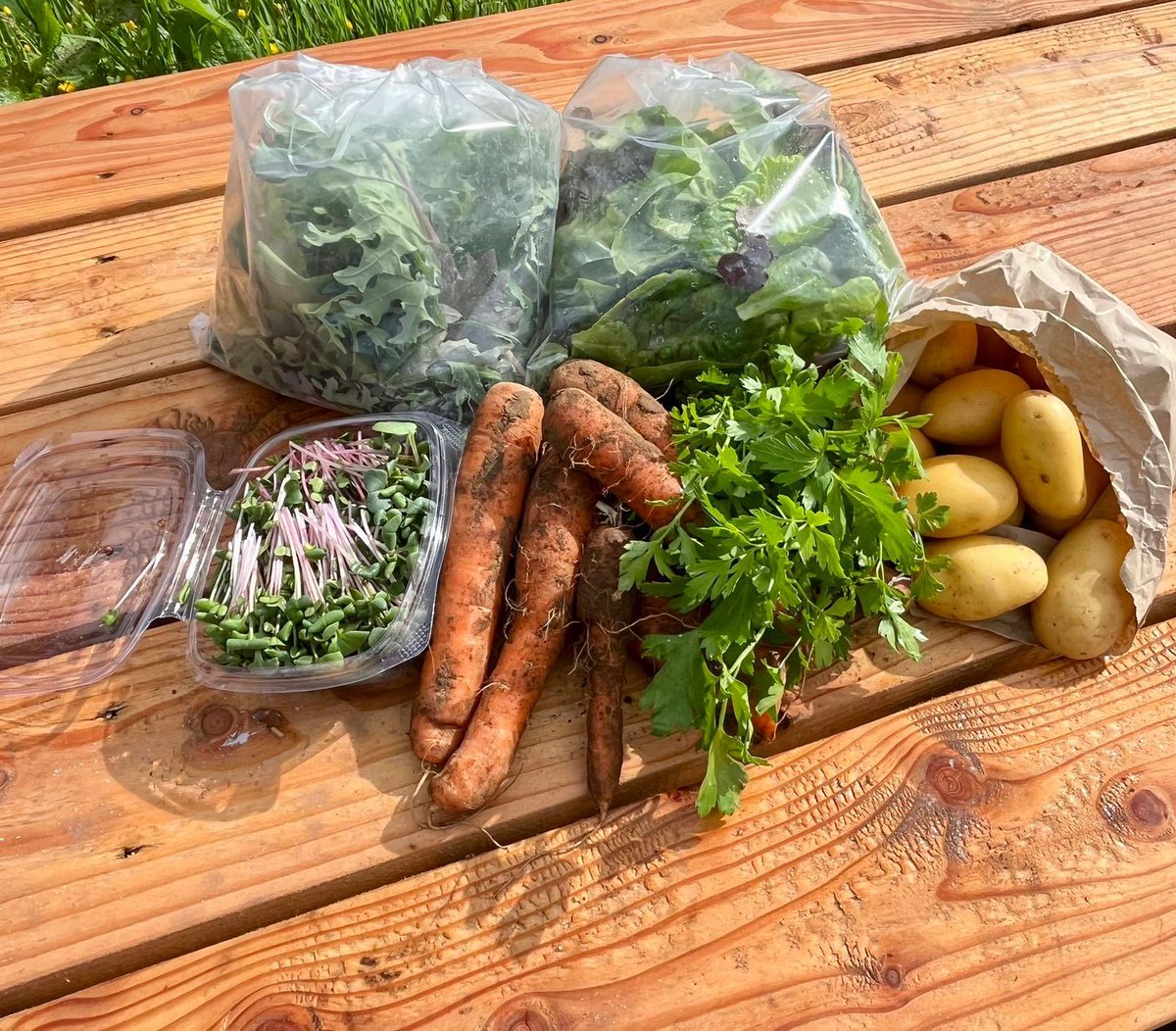 And so it begins….. week 1 of the 2023 CSA deliveries. #csa #vegboxscheme #vegbox #communitysupportedagriculture #localfood #vegetables #5aday #fresh #healthy #nodig #permaculturefarm #farm #organic #permaculturedesign #regenerativefarminguk #organicgardening #permaculturegarden