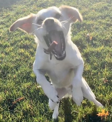 Selena being in love with treats is a whole vibe😂

Visit 
abbysanimalsitters.com 
to book a free meet and greet

#twpdogwalker #washingtontwpnj #petsitting #abbysanimalsitters #twppetsitter #washingtontwp #washingtontwpbestof2022 #dek66 #NCT127 #PumpRules