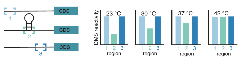 Pleased to share our latest paper on transcriptome-wide probing in B. subtilis, which uncovered RNA thermometers that regulate import of glycerol and gylcerol 3-phosphate. Led by Research Professor Elizabeth Jolley.  Collaboration with <a href="/BabitzkePaul/">Paul Babitzke</a>. pubmed.ncbi.nlm.nih.gov/37217261/