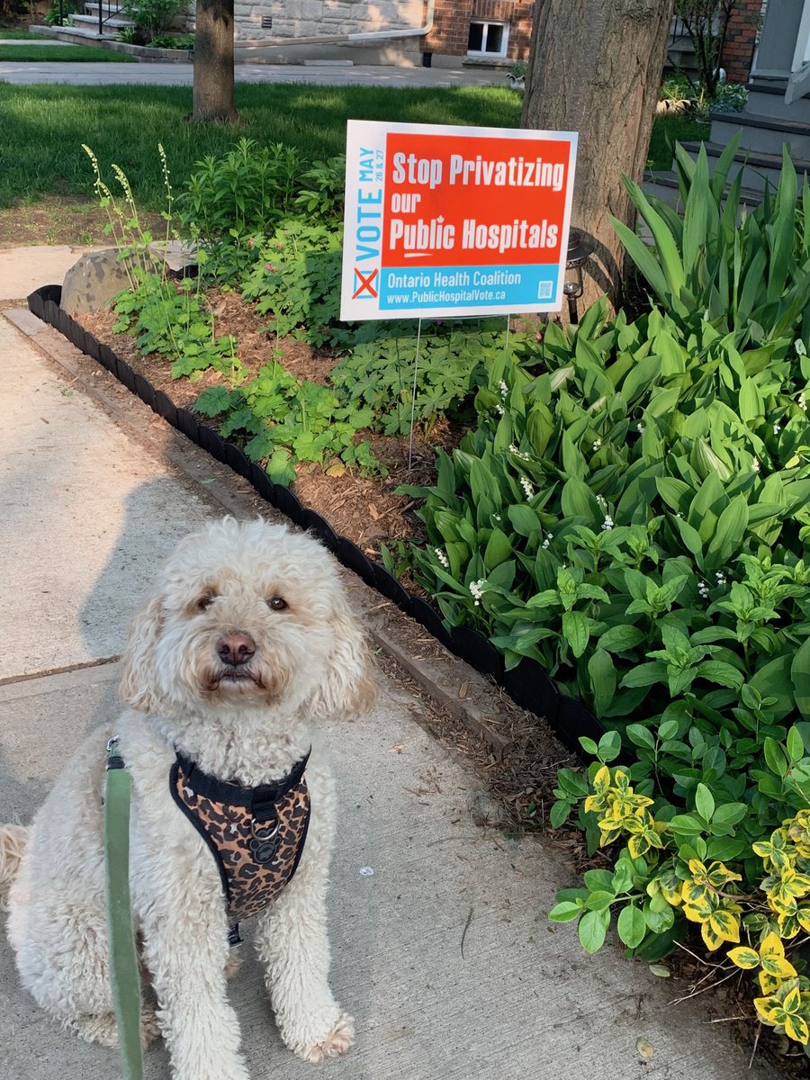 No rest for me 🐶as @fordnation moves forward with hospital #privatization legislation #Bill60, which they have titled 'Your Health Act'
Please takes ONE minute to vote on line publichospitalvote.ca or in-person on May 26/27 in the @OntarioHealthC referendum
#PublicHospitalVote