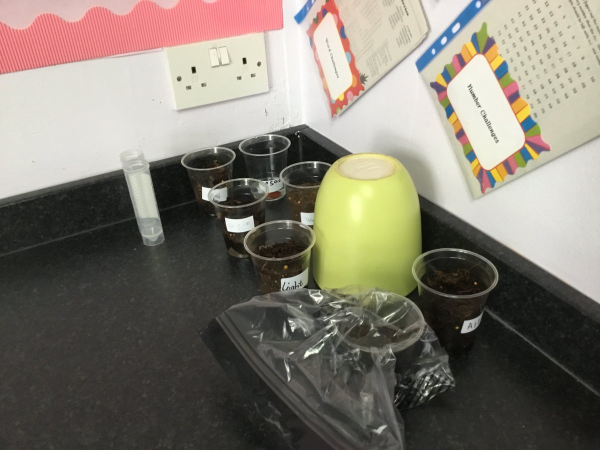 Portyschool's tweet photo. P4/5 pupils are currently carrying out an experiment to find out what plants need to grow. The pupils decided how to set up a series of fair tests and changed just one thing for each. We are now waiting for the resultsβ¦
#STEMeducation #STEMweek2023 https://t.co/AR9GJNjnq8