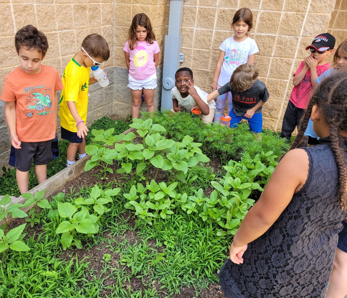 All our hard work is paying off. Our little seeds are growing strong at #afterschoolcare @HilburnAcademy ! #onthehil #schoolgarden #greenthumbs #Kindergarten #plants #flowers