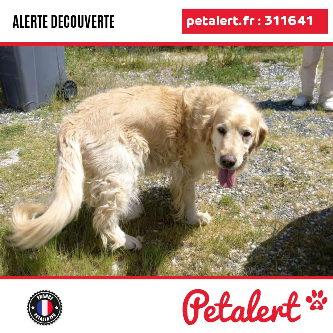 Trouvé #Chien #Marne #VillersLeChateau #Petalert  #PetAlert51 / p3t.co/iFhFS