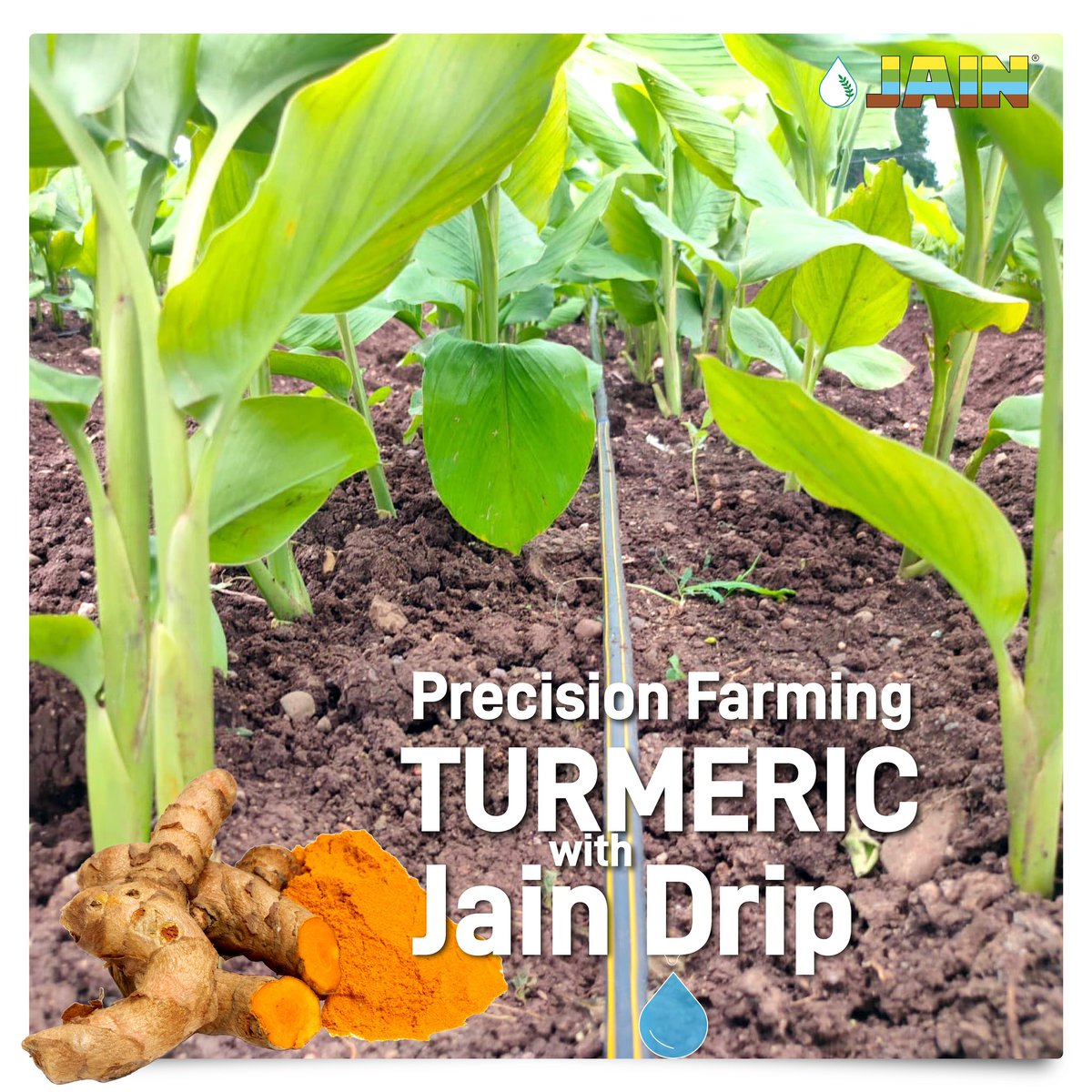 Make #PrecisionFarming a new normal of succession for attaining #BetterYieldGreaterProfits by adopting #JainTechnology ✅

#Turmeric farming with #JainTechnology 🟡

✅ Yield increase upto 230%⬆️
✅ Water saving upto 70%💧
✅ Bountiful harvest🌈
✅ Early maturity🌱…