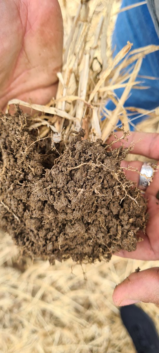 ‼No-till farmers needed‼🚜 I'm looking to expand a large farmer network of no-till farmers around Hertfordshire. Would like to take a couple of soil samples in return for free analysis 🙂 Please retweet 🔃, share and get in touch! @NFUHerts @NFYFC @NFUtweets