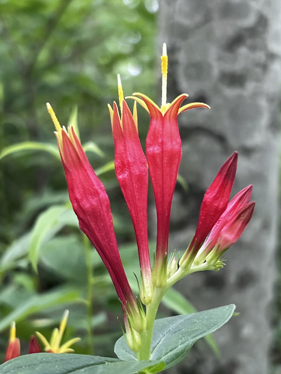 A favorite wildflower Woodland Pinkroot (Spigelia marilandica) blooming in my garden. It’s such a vibrant display! #spigelia #spigeliamarilandica #wildflower #woodlandpinkroot