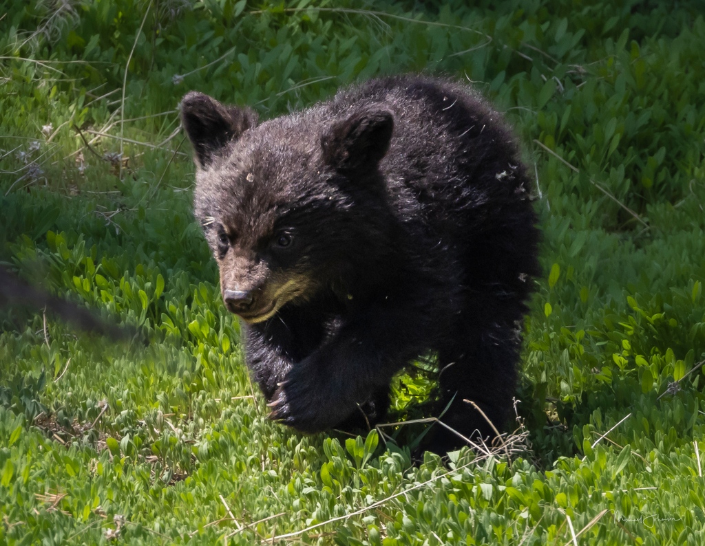 It's cub season & here is a little Black Bear cub prancing through the woods. #yellowstonenps #nps #usfws #naturephotography #animals #animalsofinstagram #nature_perfection #wildlifephotography #ignature #animalphotography #nature_sultans #allnatureshots #fiftyshades_of_nature