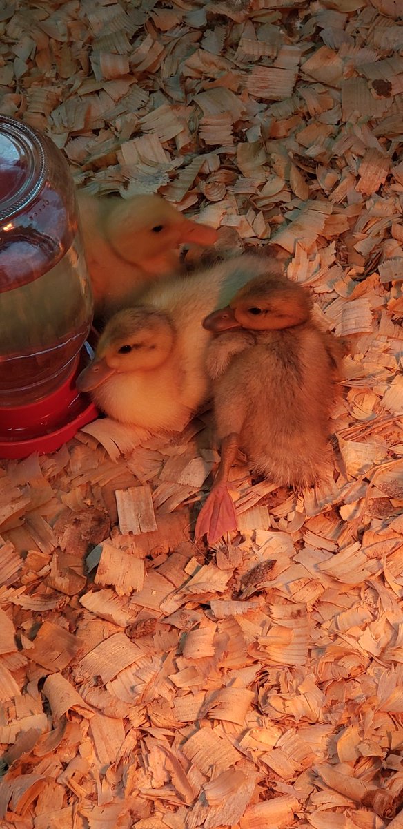 Kandice_N's tweet image. It has been a great week of observing these chicks and ducklings!  #theBHT #macsawesome