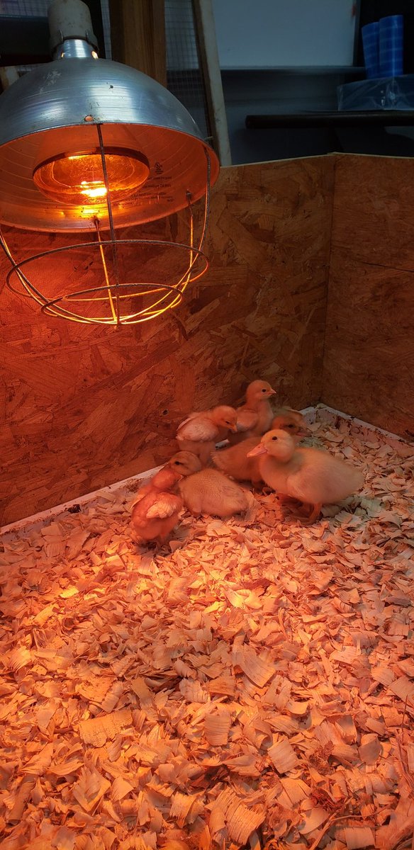 Kandice_N's tweet image. It has been a great week of observing these chicks and ducklings!  #theBHT #macsawesome