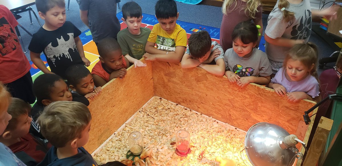 Kandice_N's tweet image. It has been a great week of observing these chicks and ducklings!  #theBHT #macsawesome