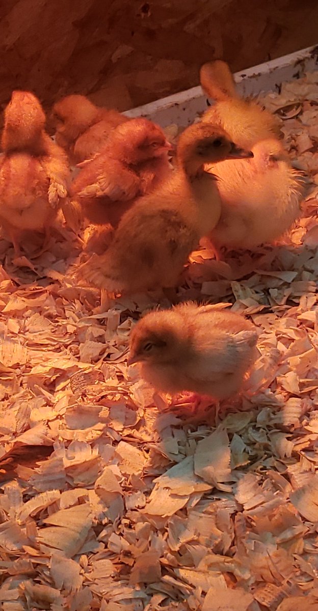 Kandice_N's tweet image. It has been a great week of observing these chicks and ducklings!  #theBHT #macsawesome