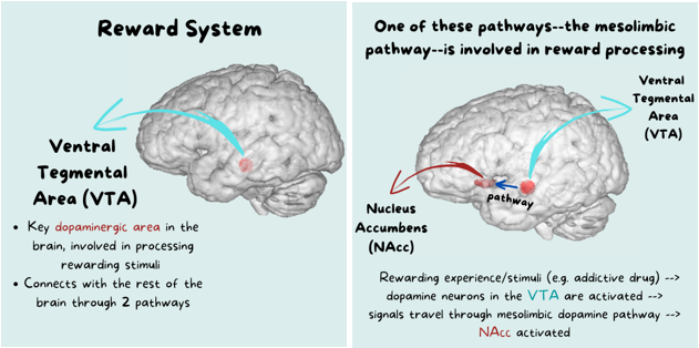 DSECLab's tweet photo. Welcome to the 2nd installment of our Brain &amp; Emotions series! This episode is about the #reward system, which encompasses brain regions that tend to activate in response to rewards. Adolescence is accompanied by changes in this system’s function. Learn more here! (✒️ Bingyi Lin) https://t.co/AX9Gdqd8Nw