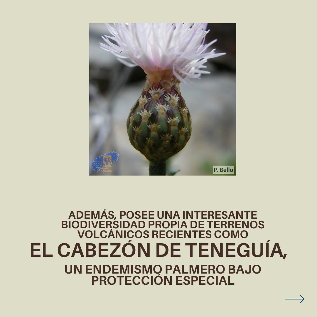 FundacCanarina's tweet photo. @ecolapalma Sigue hilo
Este proyecto se sitúa dentro de un área perteneciente a la Red Canaria de Espacios Naturales Protegidos.
#LaPalma #Teneguia #Canarias #MedioAmbiente #Naturaleza https://t.co/4u9YGf7DR7