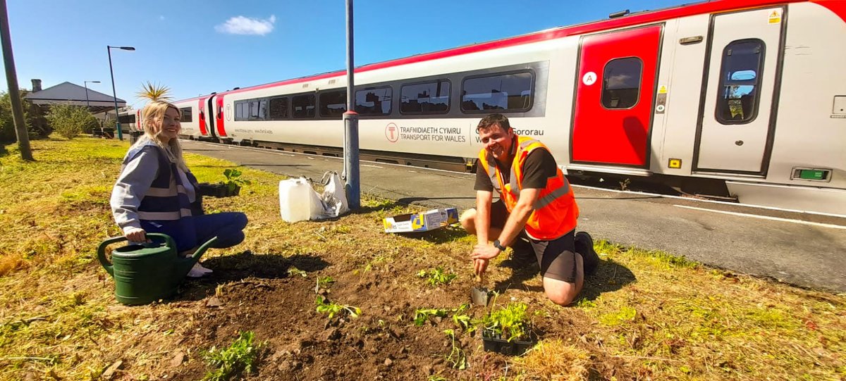 🌸 #Wildflower plugs have been planted at #PembrokeDock railway station as part of a project to support #biodiversity. Funded by our #Changemaker fund and cared for by #volunteer #stationadopters.
🐝 Once established, the flowers will benefit bees, other insects and birds.