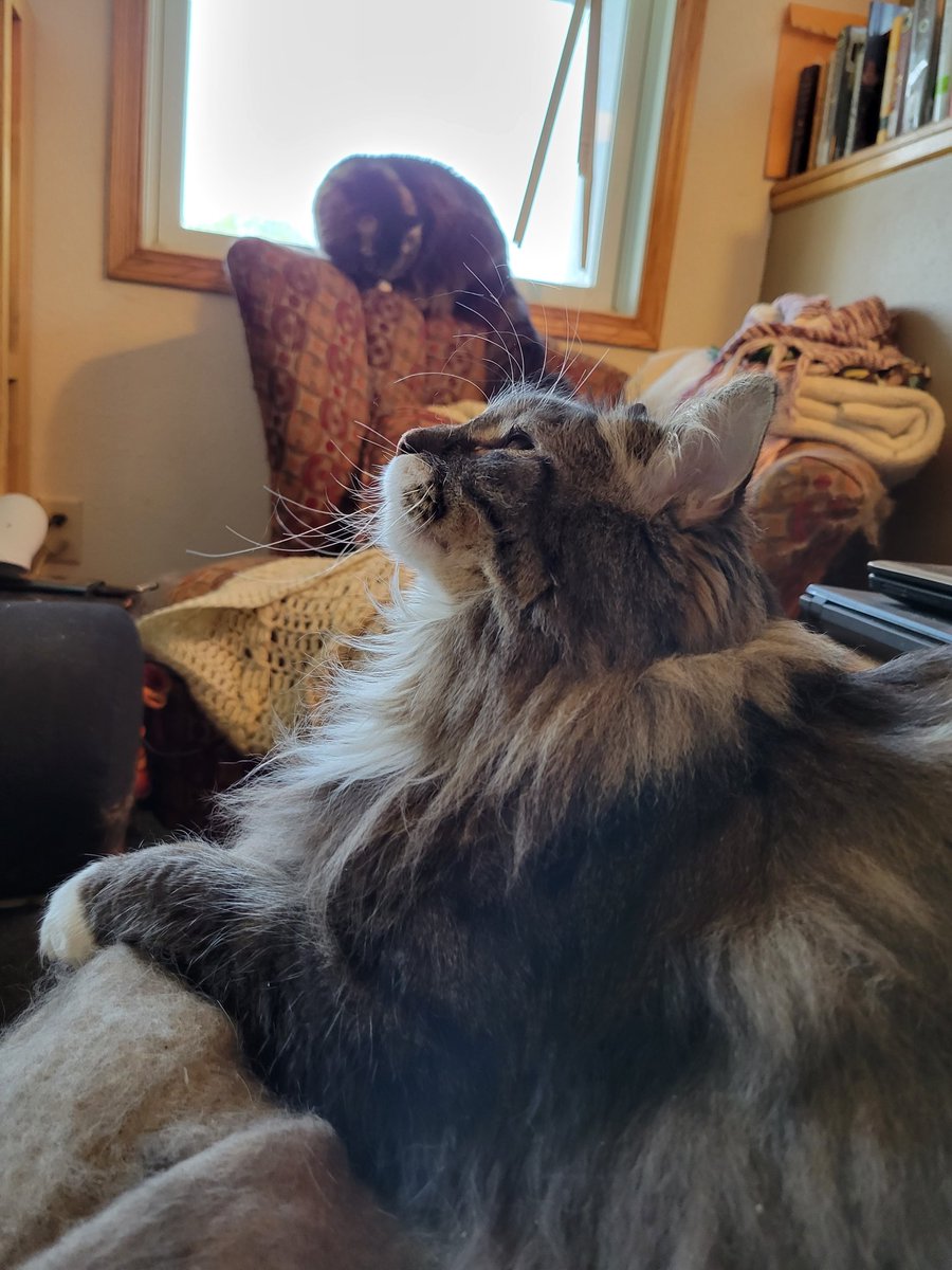 EGOTKittens tweet media