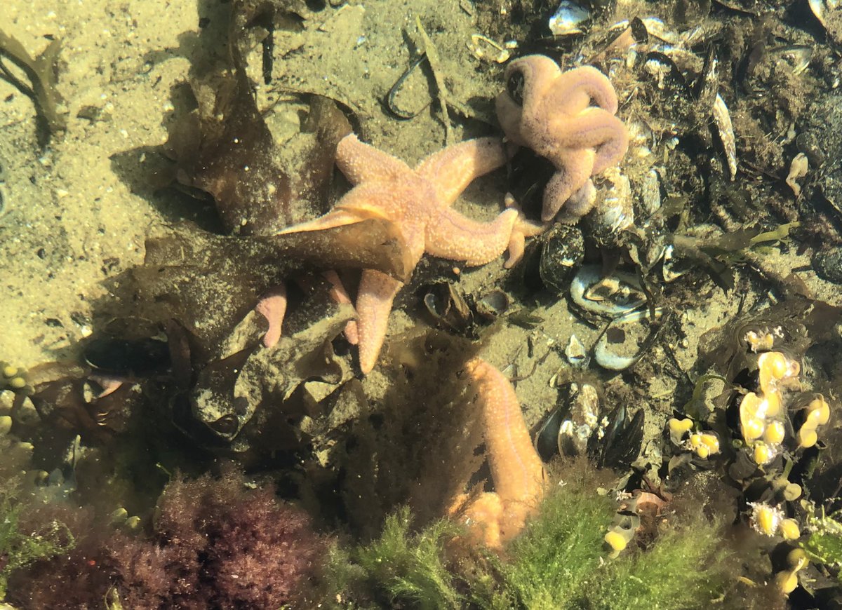 Starfish in the waters of Loch Fyne today loads of them #marinelife #nature #lochfyne