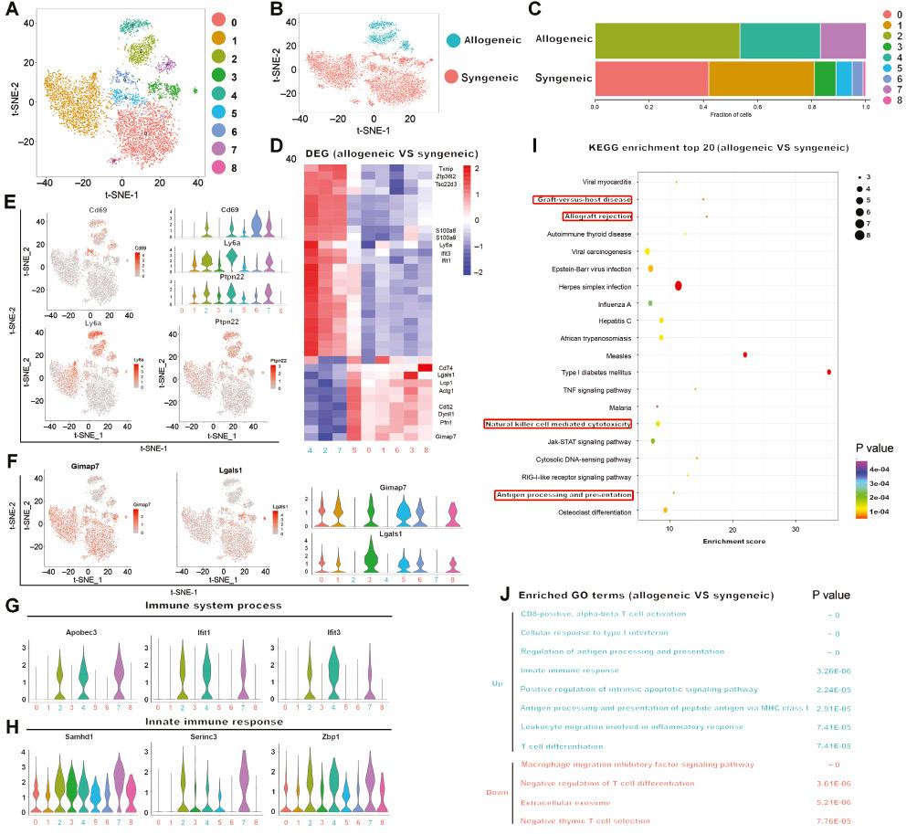 Single-Cell RNA Sequencing Maps Immune Cell Heterogeneity in Mice with Allogeneic Cardiac Transplantation #allogeneic_cardiac_transplantation  cvia-journal.org/single-cell-rn…