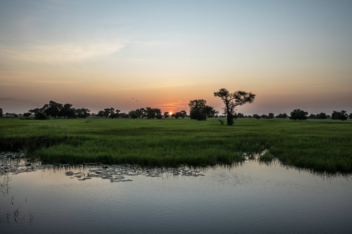 WFP South Sudan (@wfp_southsudan) on Twitter photo #SouthSudan #SSOT
<a href="/WFP/">World Food Programme</a> is providing support to smallholder farmers in Twic County to help them diversify their crops and adapt to climate change.
Our #PhotoOfTheWeek is this beautiful sunrise over their paddy fields☀️ #SouthSudan #SSOT
<a href="/WFP/">World Food Programme</a> is providing support to smallholder farmers in Twic County to help them diversify their crops and adapt to climate change.
Our #PhotoOfTheWeek is this beautiful sunrise over their paddy fields☀️