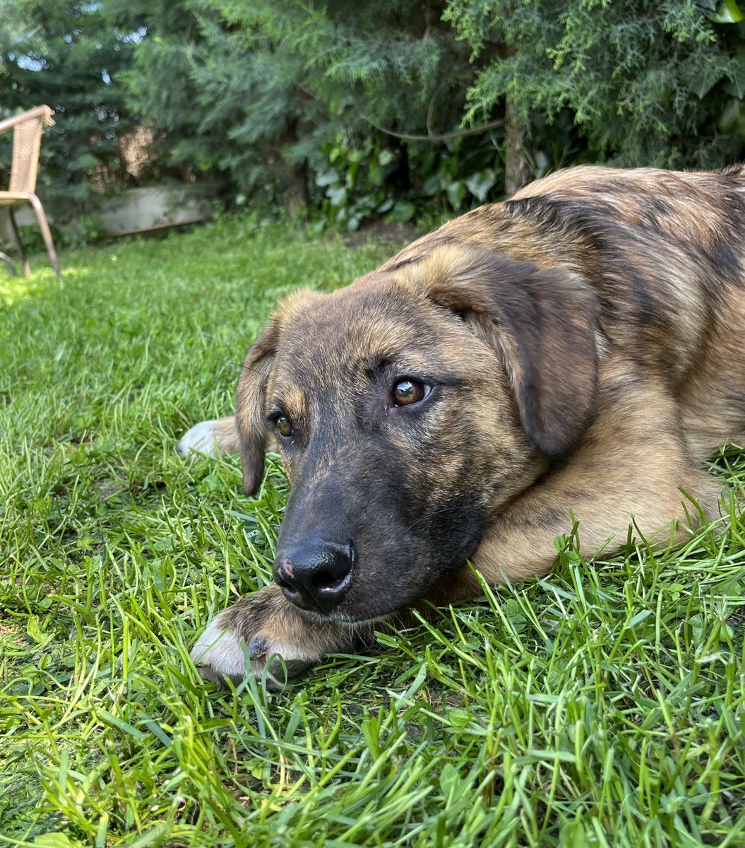 Still no one for Teddy. 💔 God I wish you guys knew him, you’d be swarming all over to adopt him. But no, no one even asked his age. #forgottenones #rescue