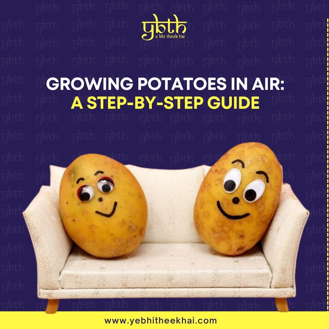 ybth_'s tweet photo. Read all about growing potatoes in the air: https://t.co/e5cByIyVjB

#potatoesinair #abdurazakfromkerela #Kerelastory https://t.co/JxBKFx0Lgw