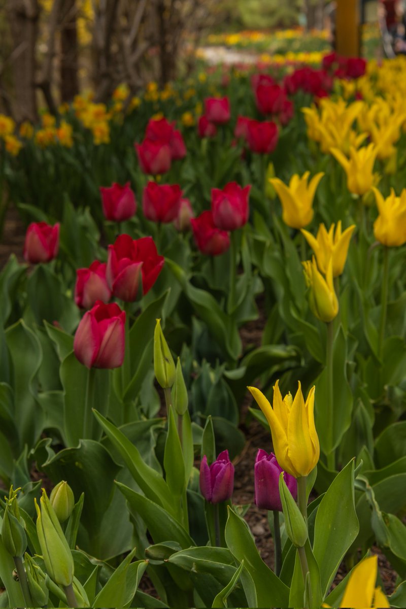 See more photos from my trip to @ThanksPoint 's Tulip Festival at the link 🔗 below. #tulipfestival #thanksgivingpoint #tulips 🌷🌷 #photography #photo #flowers #apicturesworthathousandwords #professionalphotographer