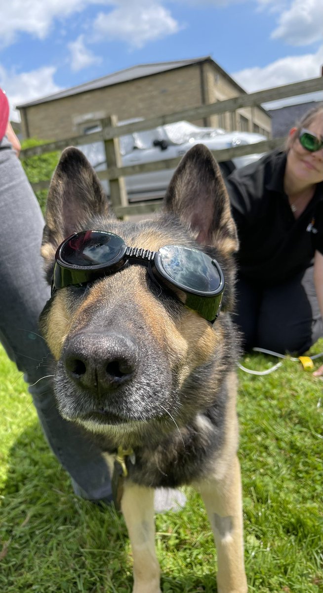 Back at The Renew Centre today for my laser treatment.  I will have laser sessions each week as it really helps the #StemCells work their magic.  As it’s a beautiful day I had my treatment outside.  Do you think I look cool in my goggles? <a href="/CellTherapySci/">CellTherapySciences</a> 🐾🐾