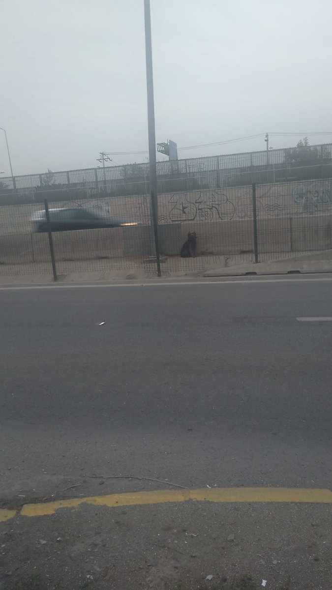 Danielacochon's tweet photo. @Vespucio_Sur perrito atrapado necesita ayuda urgente!!! A pasos del metro San Ramón,altura pasaje  pje ayacara sector norte https://t.co/8o2bqciQR1