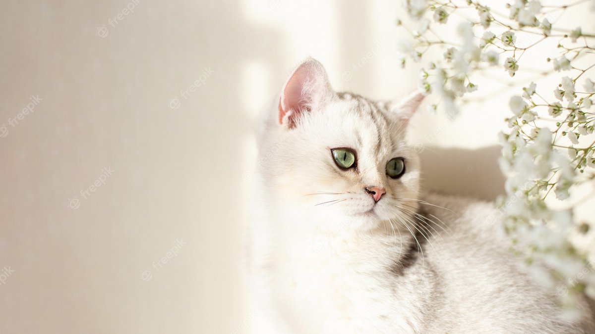 siwan_animals's tweet photo. https://t.co/JLb7M7EyFD