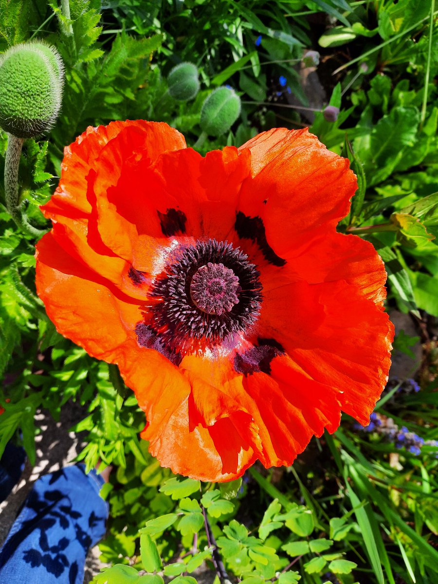 Garden Poppies Looking....
     ❤️ Big, Bright and Beautiful ❤️