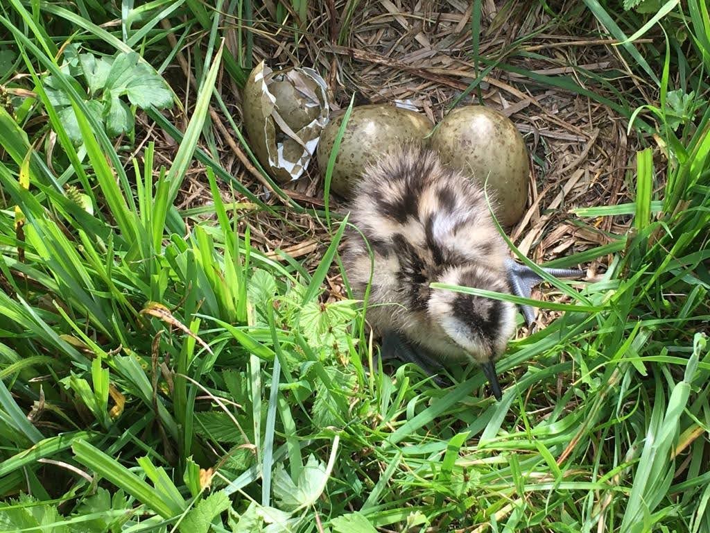 lakedistrictnpa's tweet photo. There's some exciting news from @CurlewSLakes, who think the season's first egg has hatched. 🐣 We supported the charity with Farming in Protected Landscapes funding to make nests safer and easier to monitor, so we're delighted at this news. Full story: https://t.co/QNdFD5EjVg https://t.co/pihDayPjv2