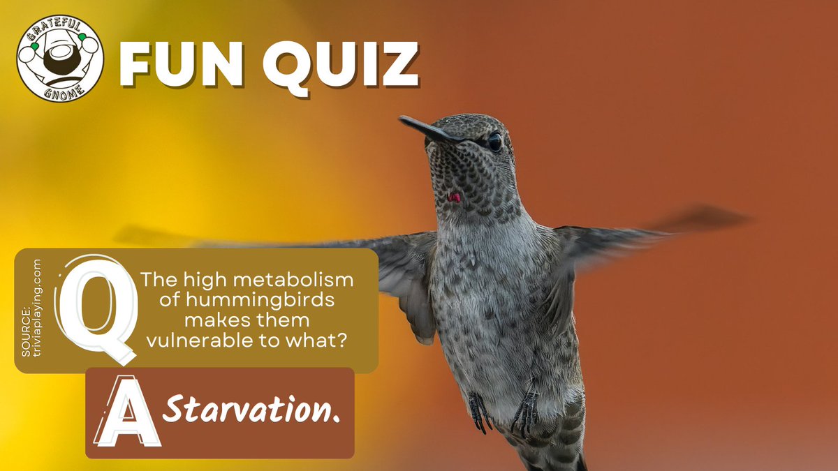 It's Q and A time!!!😮
#HummingbirdTrivia
#funquiz