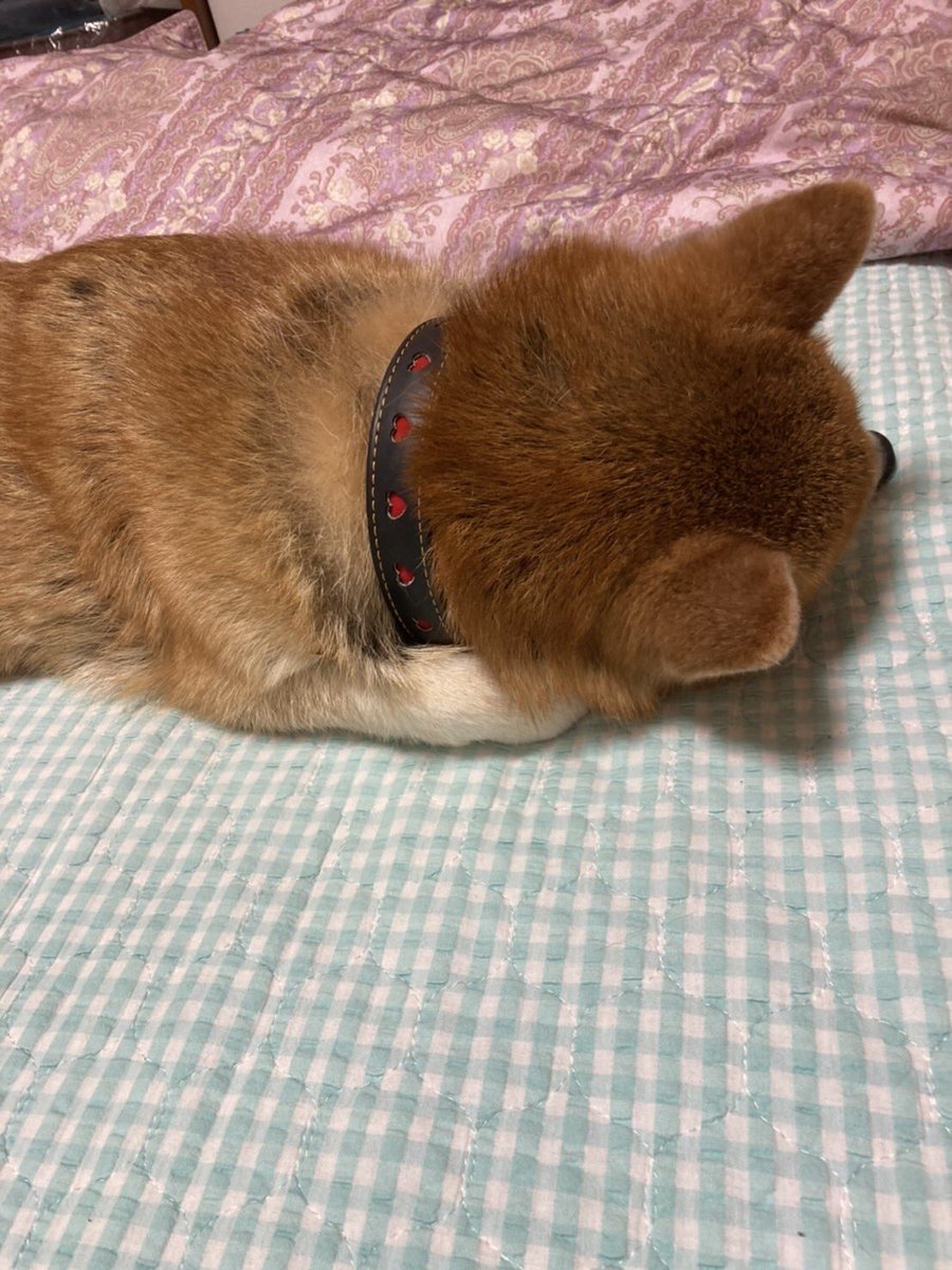 2Sakura_Rin's tweet photo. いつまででも眺められる愛犬の寝姿🥺❤️愛犬の後頭部さえも可愛さの極み👏#柴犬 #犬のいる暮らし #大切なことはすべて愛犬が教えてくれる #完璧なものはないというけど #我が家の愛犬は完璧だと思う #後頭部からも伝わる可愛さ #愛犬いつもありがとう https://t.co/GUIWEcQ4bx