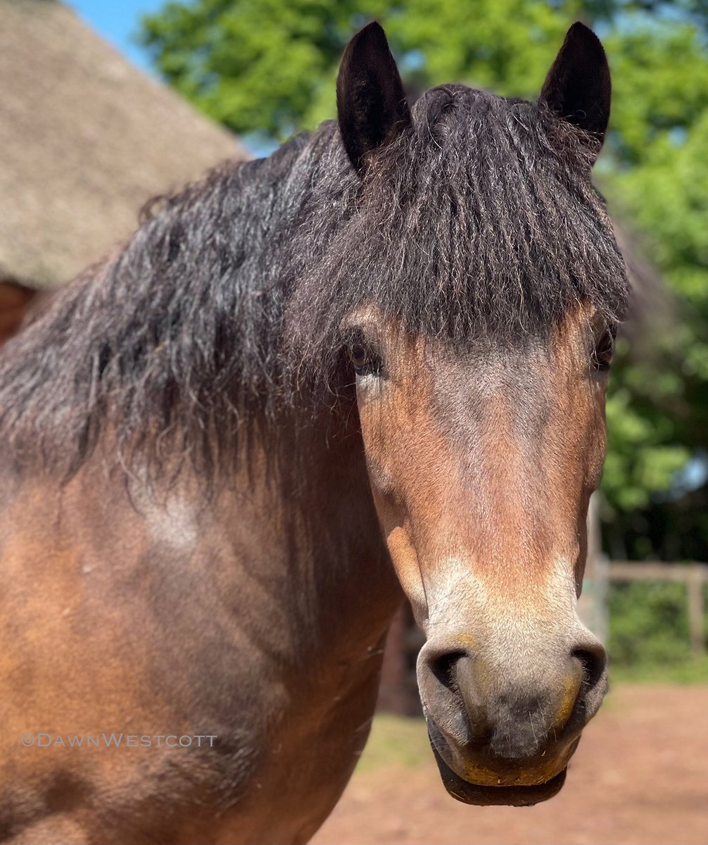 Beautiful moorbred Lady Dugal whose personality is as lovely as she is 
#exmoorponies #exmoorpony #gonative #exmoor