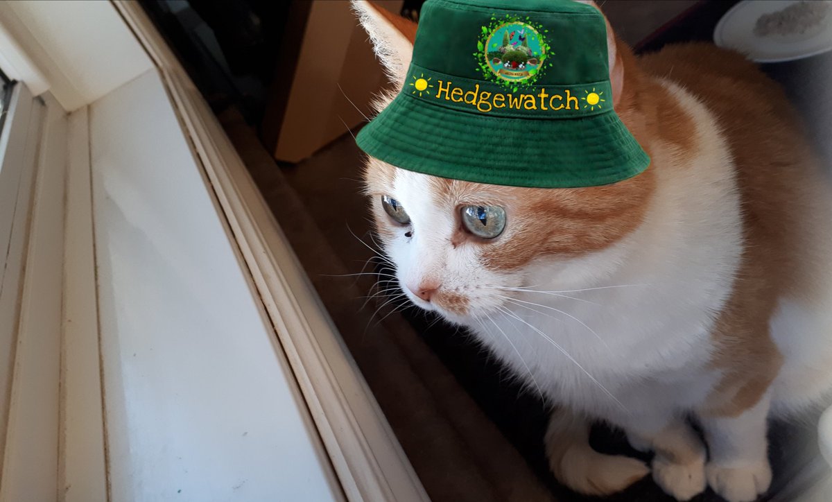 I wud like to concatulate the #hedgewatch club for 2 incredible years of fun activities.  Fank mews for letting me be a member. 
👍🏽🎉❤
Here I am watching da bluejays from da kitchen window. 😺🐦 #HWMemoryLane