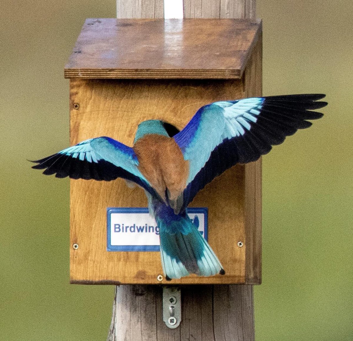 Birdwingeu's tweet photo. Great success with our nestbox program in 2023. At the Evros Delta, Greece, over 90% of our boxes are being used by Rollers, Little Owls, Barn Owls &amp; Kestrels. 
Rollers on arriving back from Africa rush adopt a nest-box. One pair took a box within 4 hrs of it being put up! https://t.co/gTUIIizA0v