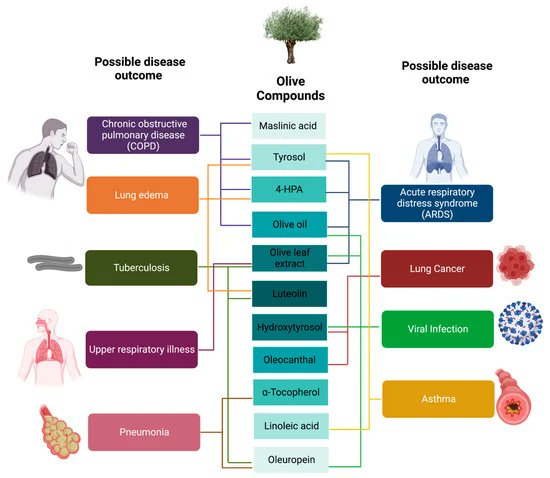 Role of Olive Bioactive Compounds in Respiratory Diseases
mdpi.com/2076-3921/12/6… @dronita_de @EwingT_PhD @_atanas_ @HealthyFellow
Summary of olive compounds and possible disease outcomes.