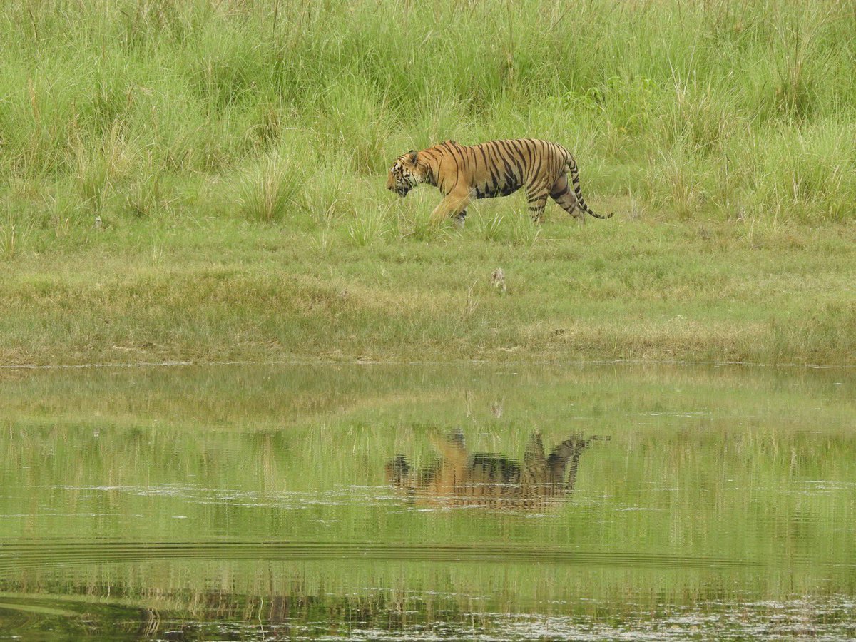@ntca_india #TigersOnThursday Tadoba Tiger Reserve